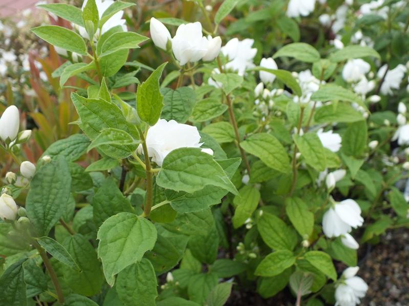 Philadelphus 'Snowbelle'-4957