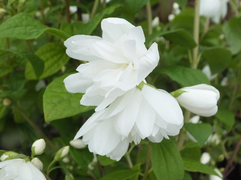 Philadelphus 'Snowbelle'-4956