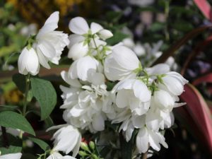 Philadelphus 'Snowbelle'-0