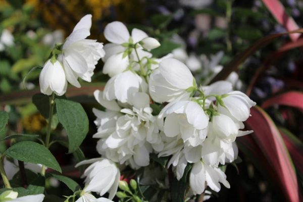 Philadelphus 'Snowbelle'-0