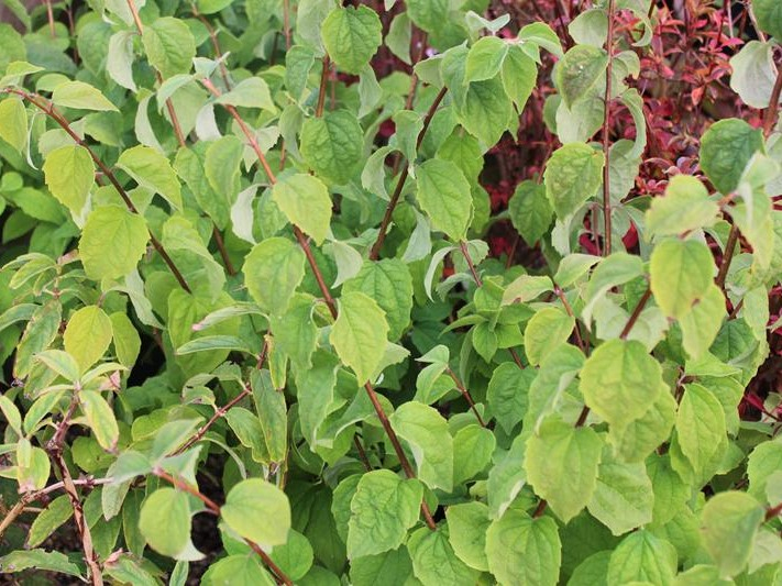 Philadelphus 'Virginal'-26448