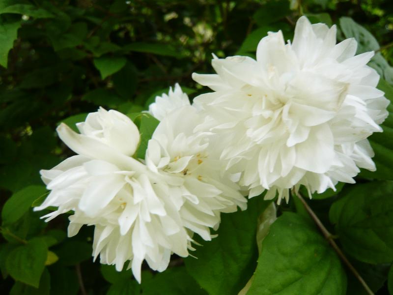 Philadelphus 'Virginal'-0