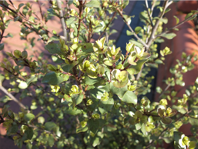 Pittosporum tenuifolium 'Oliver Twist'-0