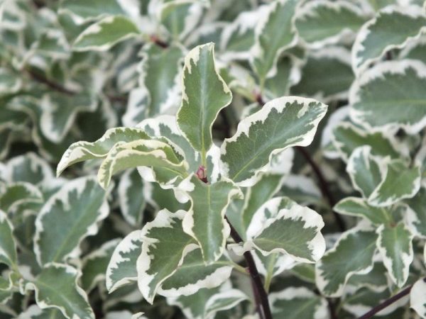 Pittosporum tenuifolium 'Variegatum'-0