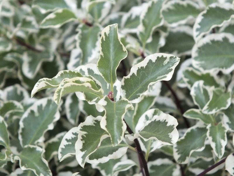 Pittosporum tenuifolium 'Variegatum'-0