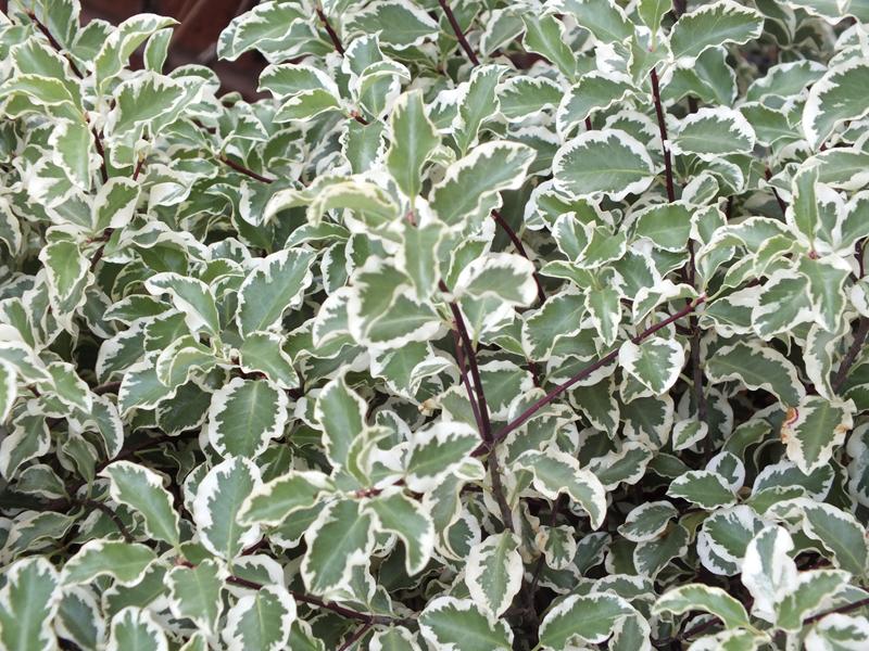 Pittosporum tenuifolium 'Variegatum'-5577