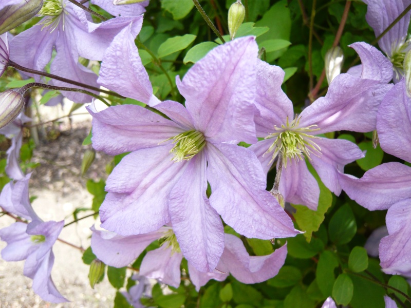 Clematis 'Prince Charles'-0