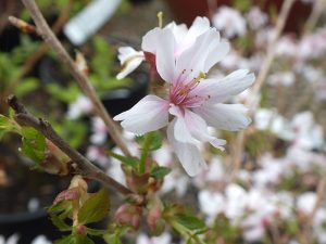 Prunus incisa 'Mikinori'-0