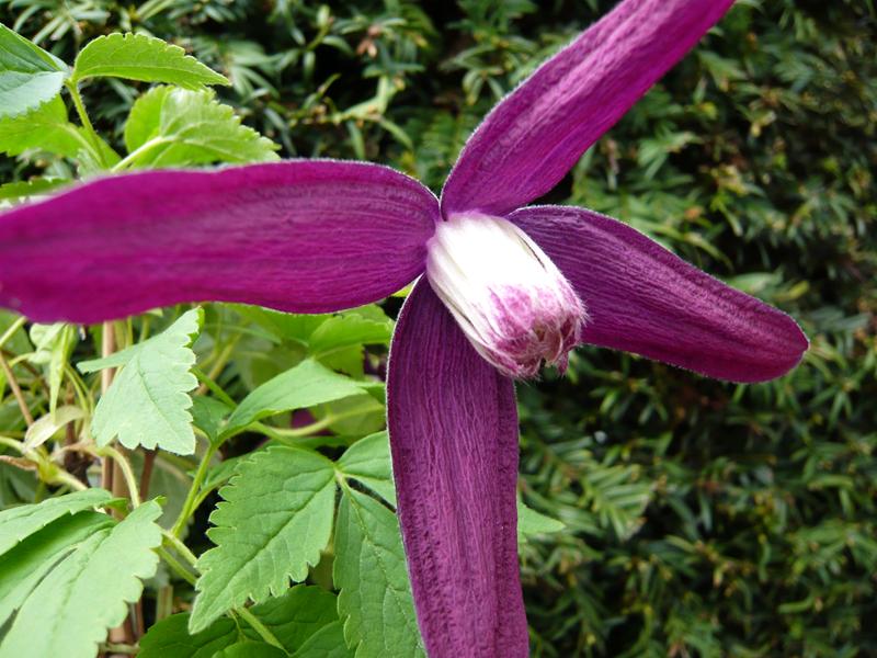 Clematis koreana 'Purple Rain'-3673
