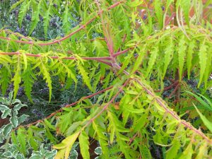 Rhus typhina 'Tiger Eyes'-0