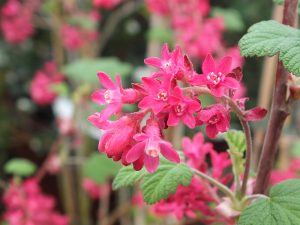 Ribes sanguineum 'Koja'-0