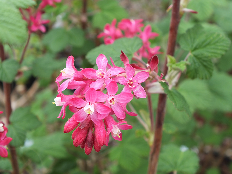 Ribes sanguineum 'Red Bross'-0