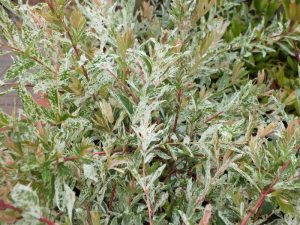 Salix integra 'Hakuro-Nishiki' Bush specimen-0