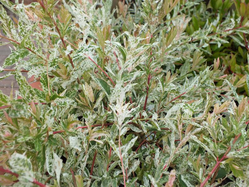 Salix integra 'Hakuro-Nishiki' Bush specimen-0