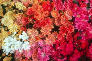Lewisia cotyledon Ashwood Strain Mixed