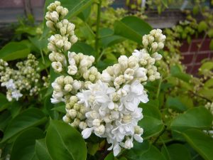 Syringa vulgaris 'Madame Lemoine'-0