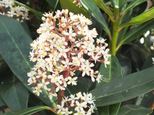 Skimmia japonica 'Rumbo'-0