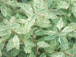 Spiraea x vanhouttei 'Pink Ice'-0