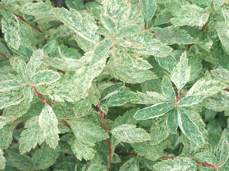 Spiraea x vanhouttei 'Pink Ice'-0