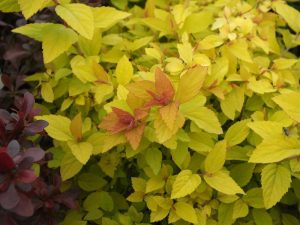 Spiraea japonica 'Golden Princess'-0