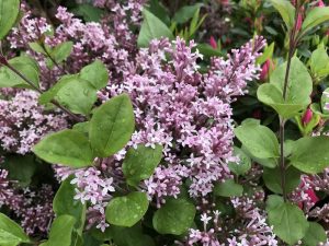 Syringa 'Josee'-0