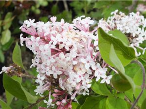 Syringa microphylla 'Superba'-0