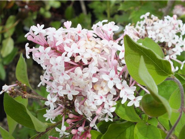 Syringa microphylla 'Superba'-0