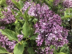 Syringa pubescens ssp.patula 'Miss Kim'-0
