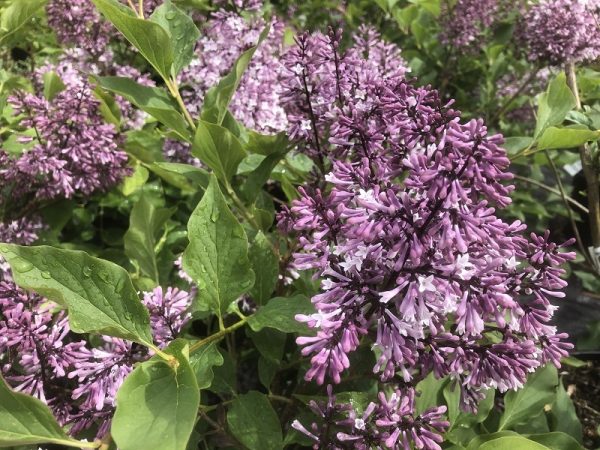 Syringa pubescens ssp.patula 'Miss Kim'-0