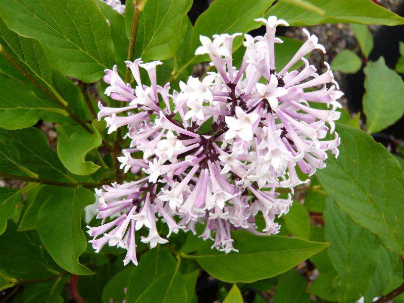 Syringa pubescens ssp.patula 'Miss Kim'-3860
