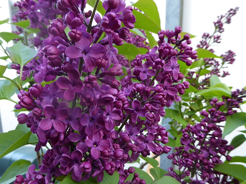 Syringa vulgaris 'Souvenir de Louis Spath'-0