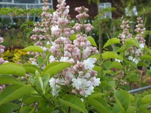 Syringa vulgaris 'Beauty Of Moscow'-0