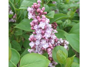 Syringa vulgaris 'Katherine Havemeyer'-0