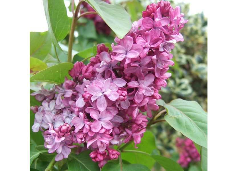 Syringa vulgaris 'Prince Wolkonsky'-3898