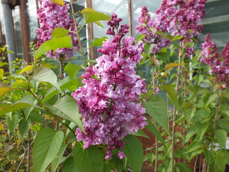 Syringa vulgaris 'Prince Wolkonsky'-4471