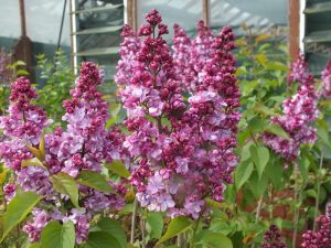 Syringa vulgaris 'Prince Wolkonsky'-0