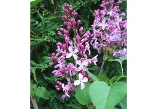 Syringa vulgaris 'Princess Sturdza'-0