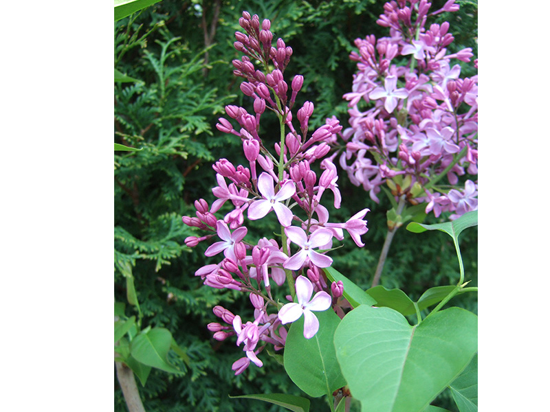 Syringa vulgaris 'Princess Sturdza'-0