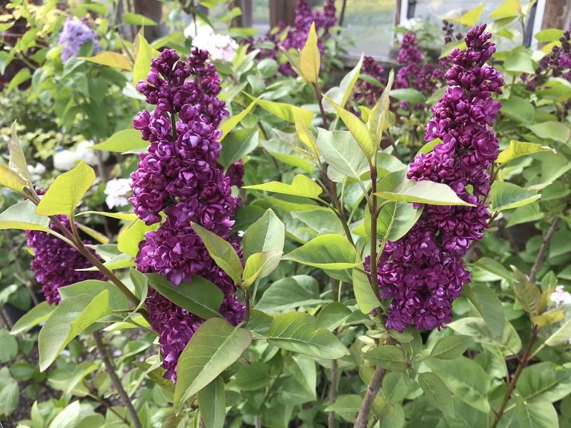 Syringa vulgaris 'Souvenir de Louis Spath'-18383