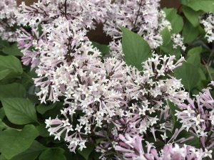 Syringa x prestoniae 'Kim'-0