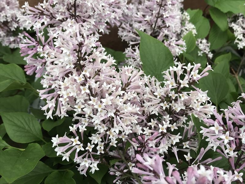 Syringa x prestoniae 'Kim'-0