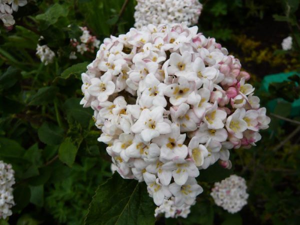 Viburnum carlesii 'Diana'-0
