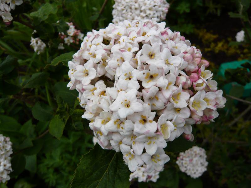 Viburnum carlesii 'Diana'-0