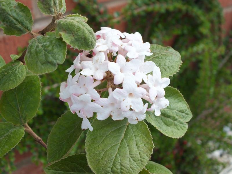 Viburnum carlesii 'Diana'-4489