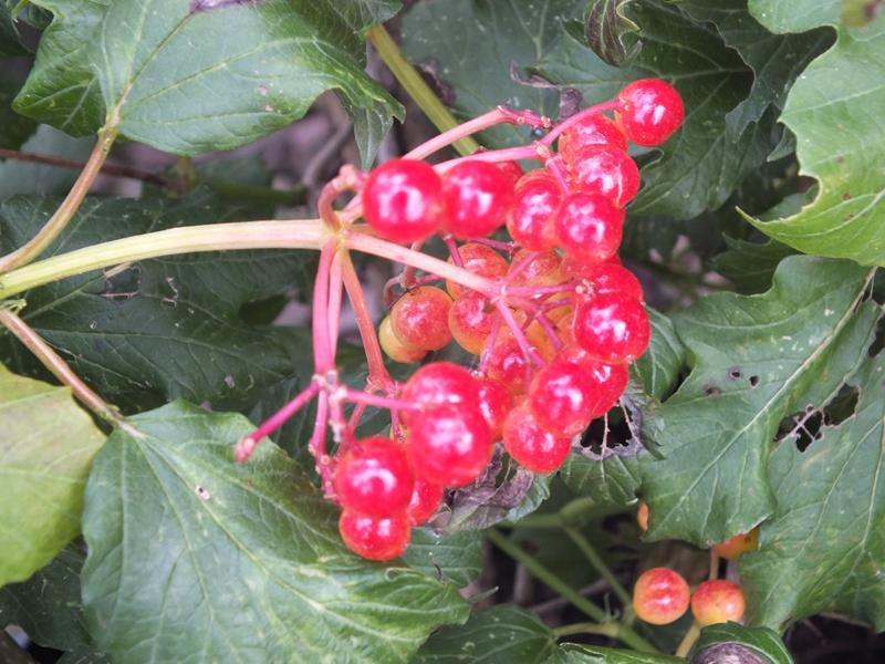 Viburnum opulus 'Compactum'-5593