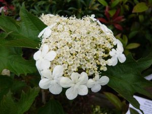 Viburnum opulus 'Compactum'-0