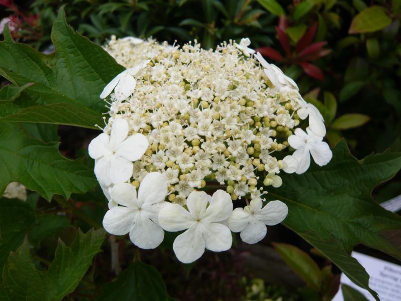 Viburnum opulus 'Compactum'-0