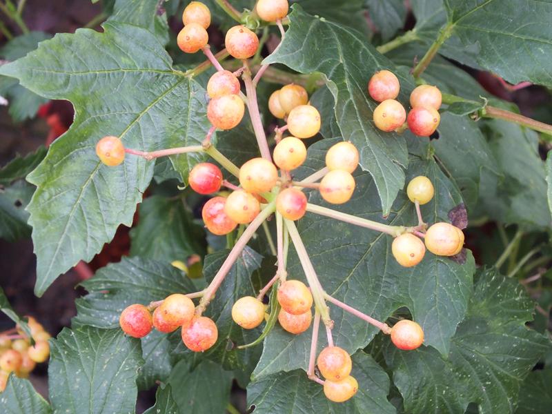 Viburnum opulus 'Compactum'-5592