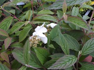 Viburnum plicatum 'Dart`s Red Robin'-0