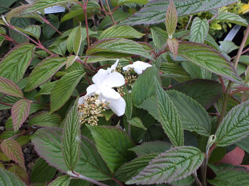 Viburnum plicatum 'Dart`s Red Robin'-0